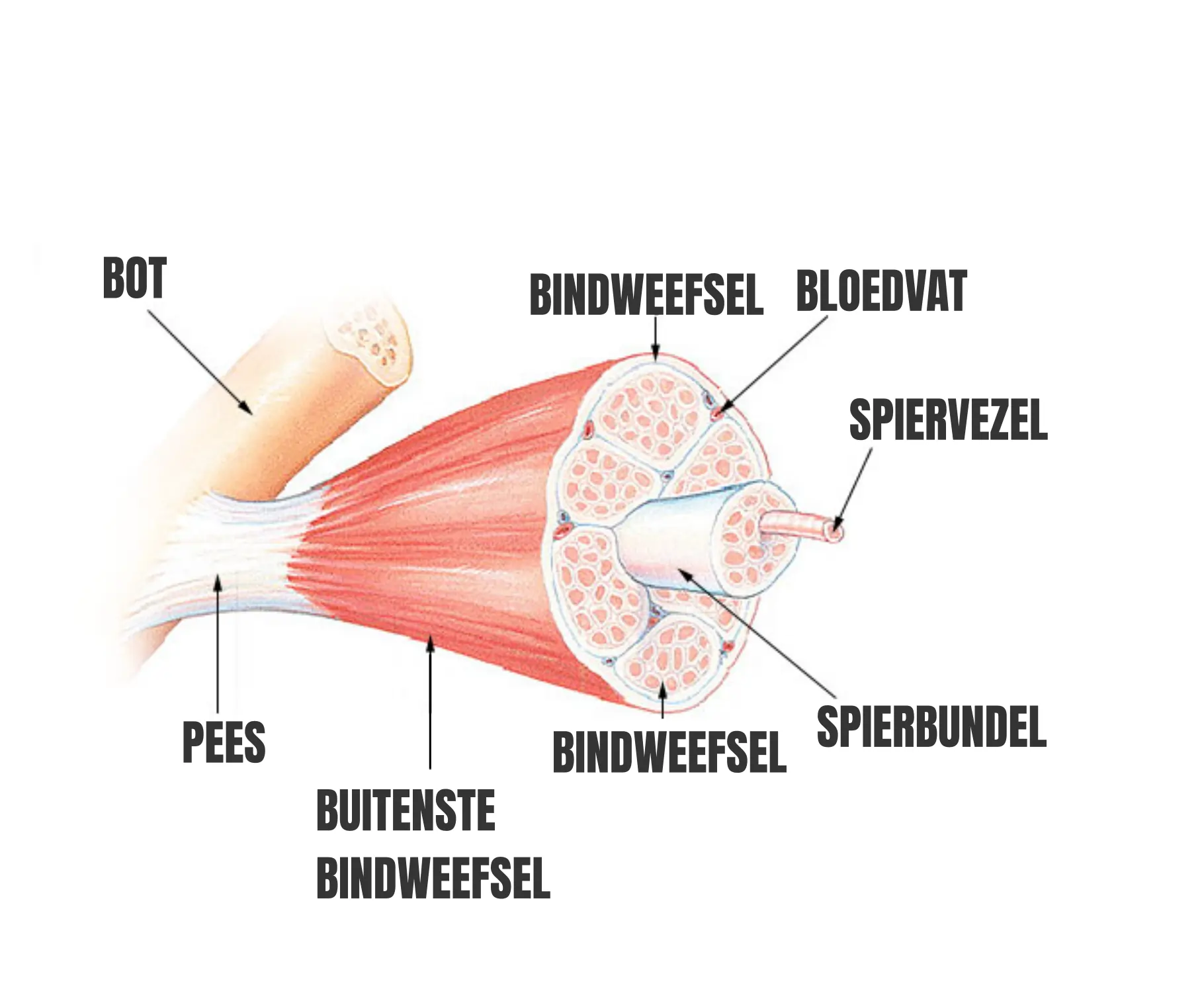 Spieropbouw Neuro Adaptatie Training