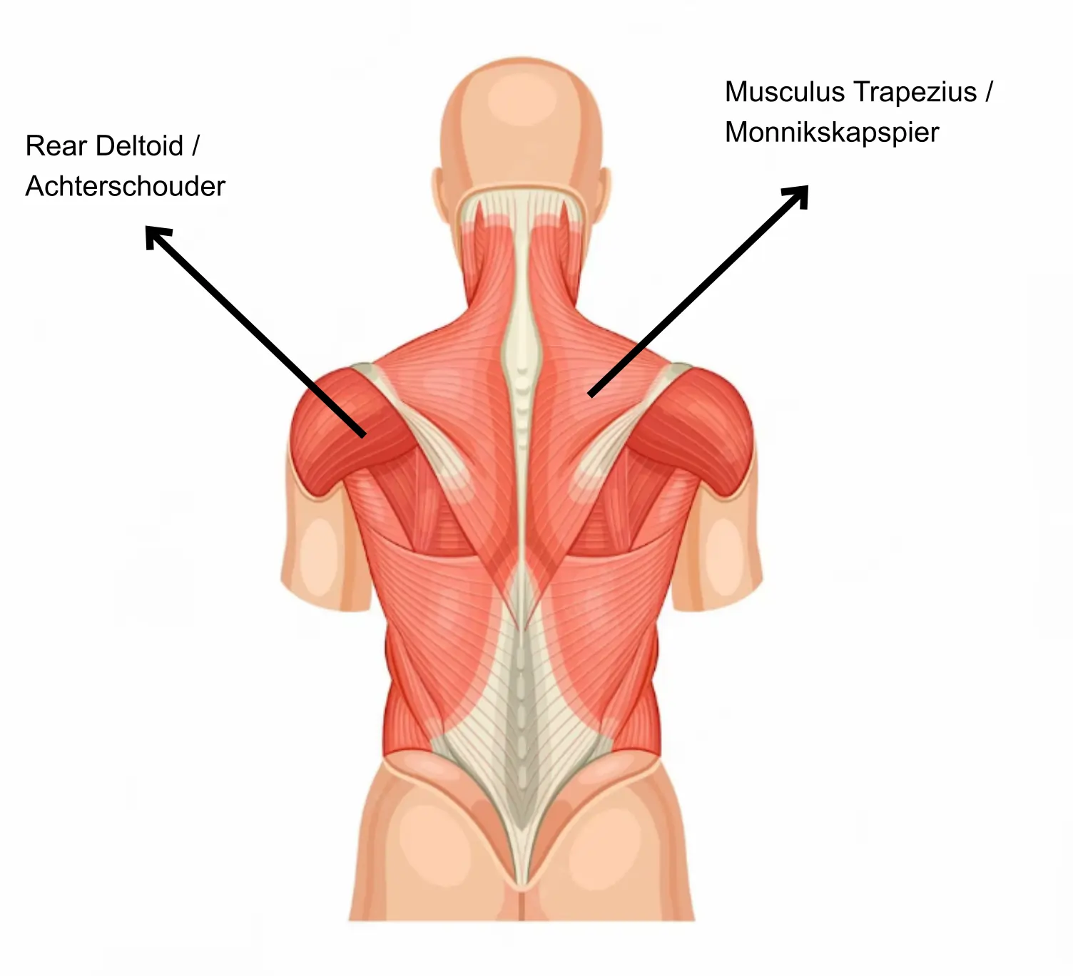 Bovenrug spieren Trapezius en Rear Deltoids