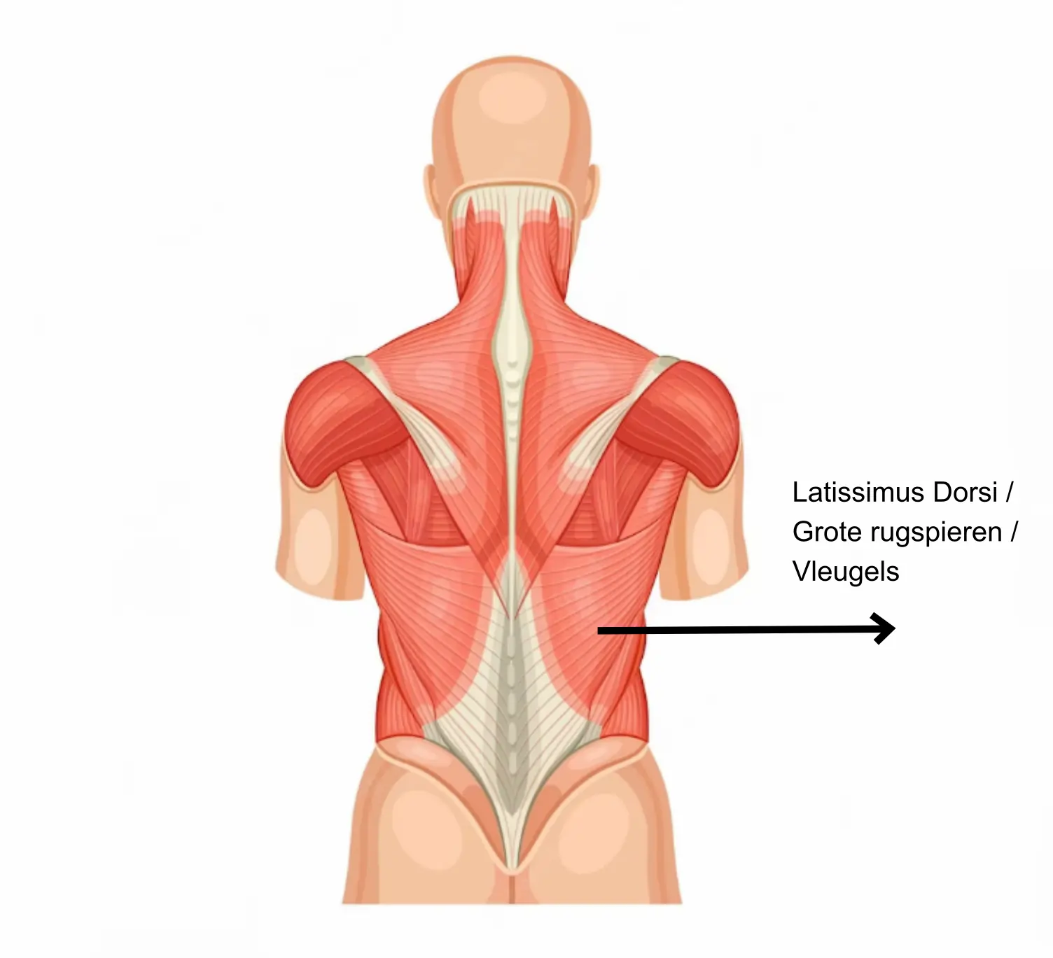 Grote rugspieren Latissimus Dorsi Vleugels trainen